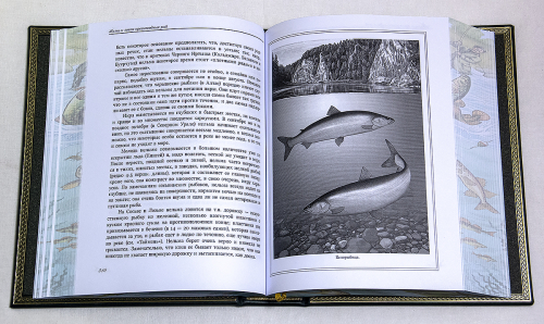 Подарочный набор "Рыбацкий" в кейсе (55х47х11 см.)-книга Сабанеева "Рыбы России" в кожаной обложке,6 стопок из латуни с мельхиоровыми ножками, шильд латунный "Заповеди рыбака", кейс деревянный, кожа, бархат фото 7